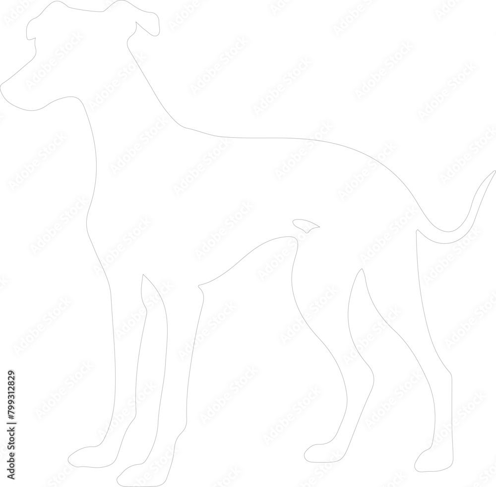 Obraz premium greyhound outline