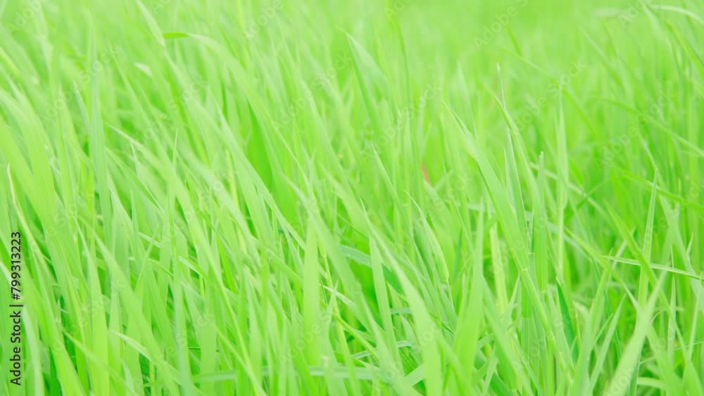 green fresh spring grass swaying, flutter in strong wind, stormy weather, Wind Gusts, natural blurred background, summertime season, environmental concept, Beautiful nature scene green fresh spring grass swaying, flutter in strong wind, stormy weather, Wind Gusts, natural blurred background, summertime season, environmental concept, Beautiful nature scene