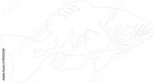 grouper outline