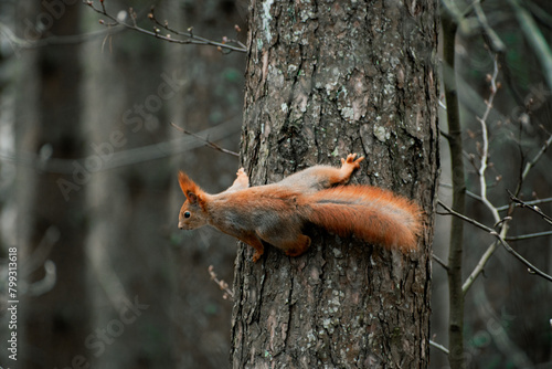 squirrel on a tree in forest
