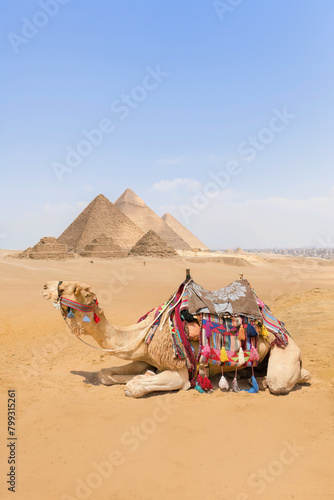 A camel with a view of the pyramids at Giza  Egypt