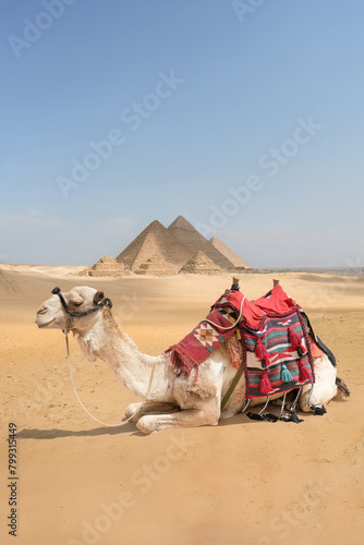 A camel with a view of the pyramids at Giza  Egypt