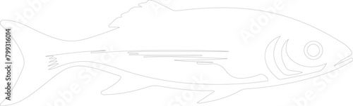 herring outline