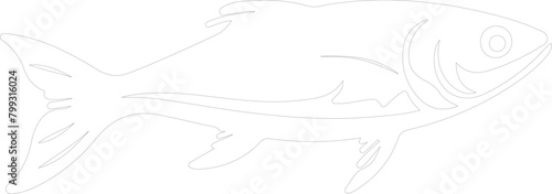 herring outline