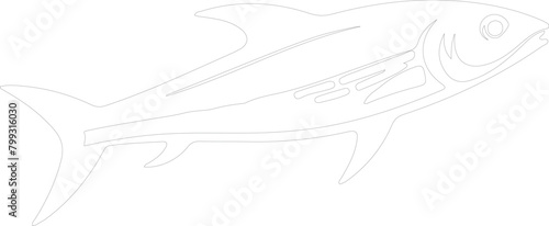 herring outline