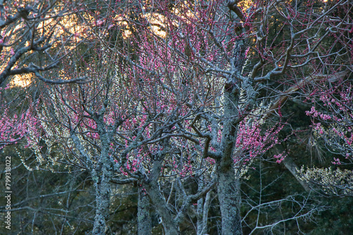 Wallpaper Mural Sakura blossoms in Japan. Spring background Torontodigital.ca