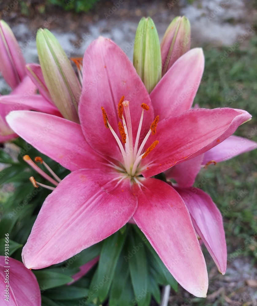 Asiatic Lily (1) Asiatic Lily (1)