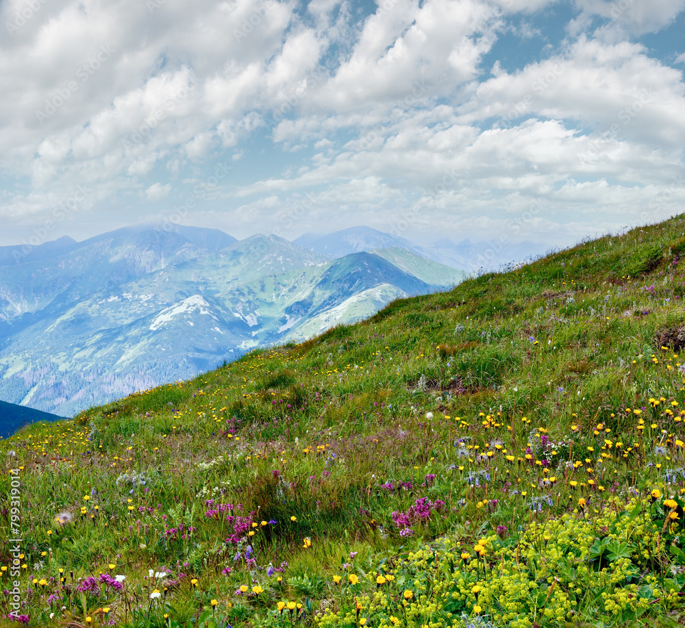 Summer wild flowers in Tatra Mountain, Poland.