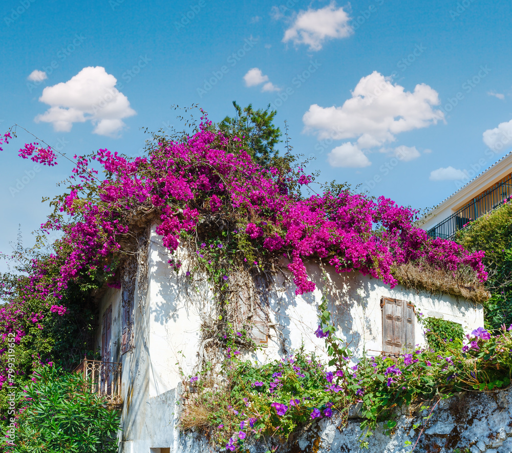 Old neglected house with  flowering tree on the roof