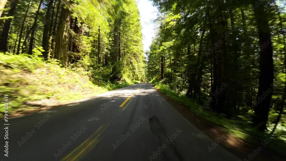 Redwood National Park Lady Bird Johnson Grove Driving Plate 03 Front View Redwood National Park Lady Bird Johnson Grove Driving Plate 03 Front View