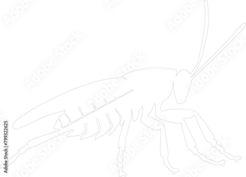 katydid outline photo