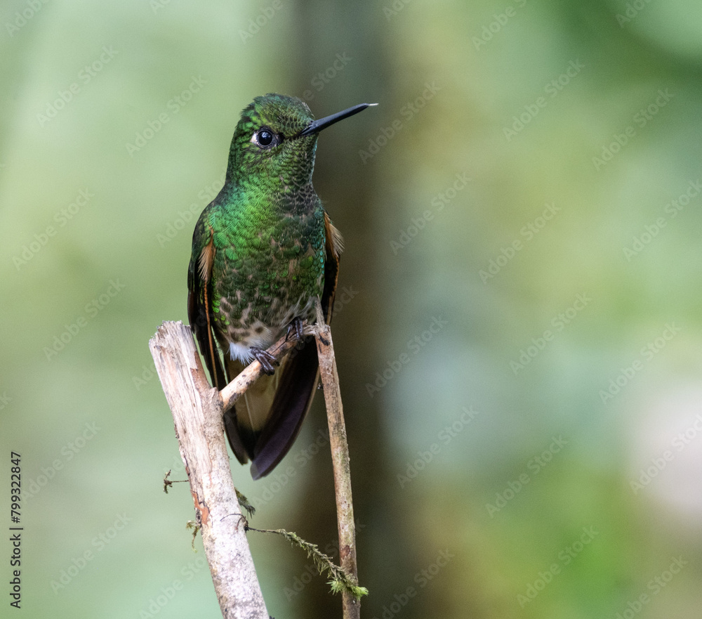 Fototapeta premium Iridescent hummingbird perched between two dead branches