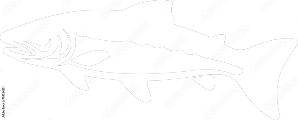Fototapeta premium lake trout outline