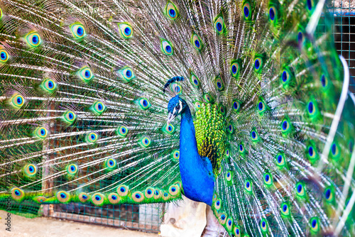 peacock with feathers out of focus