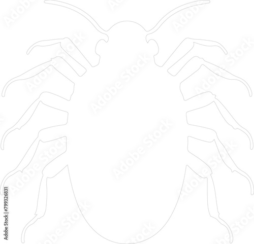 louse outline