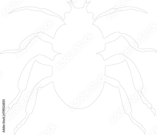 louse outline