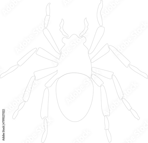 louse outline