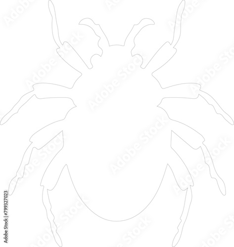 louse outline