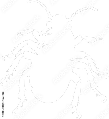 louse outline