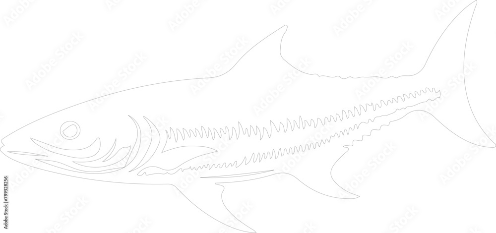 mackerel outline