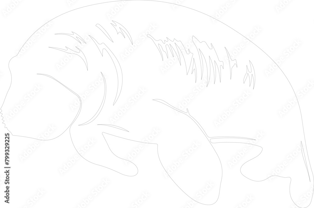 Fototapeta premium manatee outline