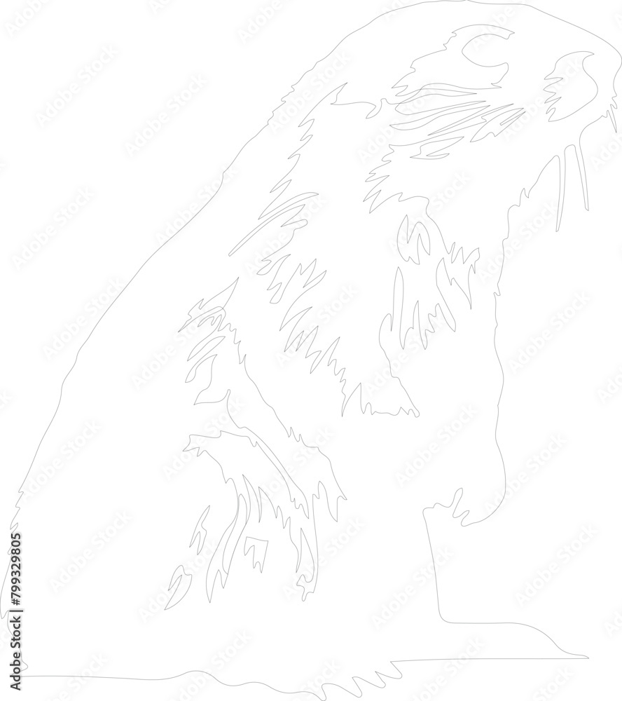 marmot outline marmot outline