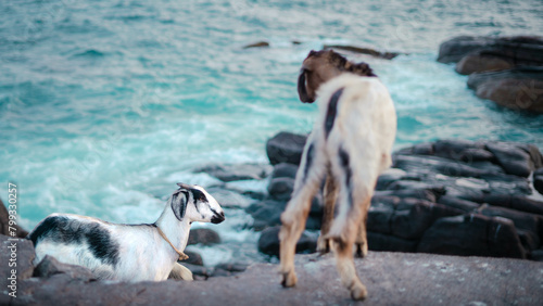 Goat enjoying the beach sea view