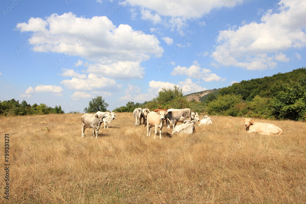 cows in the field cows in the field