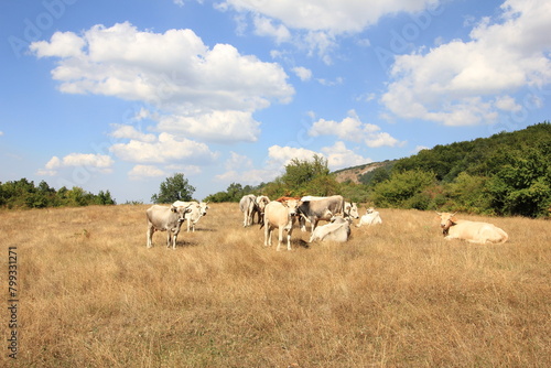 cows in the field © Sabry