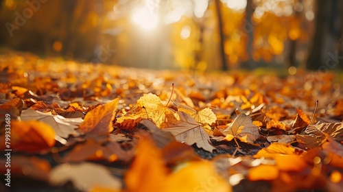 Sunlight streaming through dense forest foliage