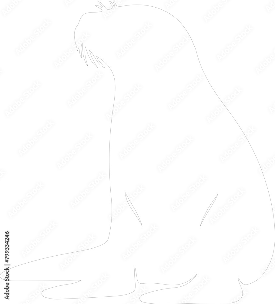 northern fur seal outline northern fur seal outline
