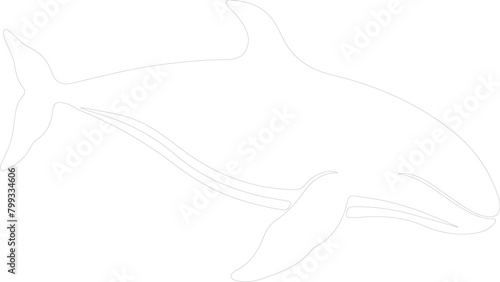 northern right whale outline photo