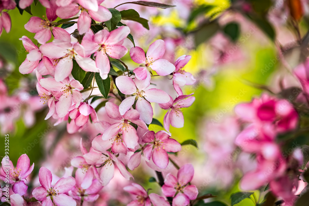 Pink Malus spectabilis blooming ornamental apple crabapple tree in outdoor garden in Kharkov, Ukraine. Closeup photo of pink flowers of Asiatic apple, Chinese crab, HaiTang or Chinese flowering apple. Pink Malus spectabilis blooming ornamental apple crabapple tree in outdoor garden in Kharkov, Ukraine. Closeup photo of pink flowers of Asiatic apple, Chinese crab, HaiTang or Chinese flowering apple.
