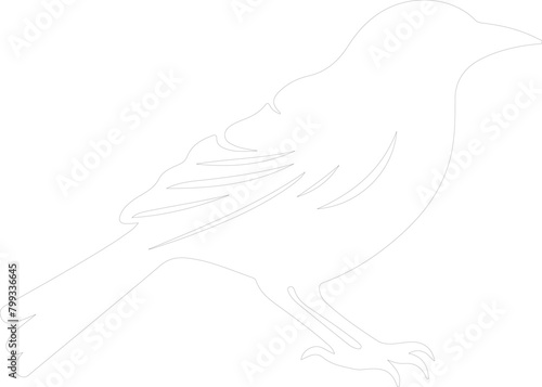 oriole outline