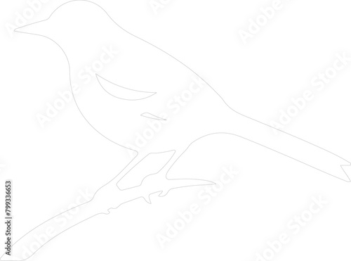 oriole outline