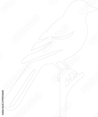 oriole outline