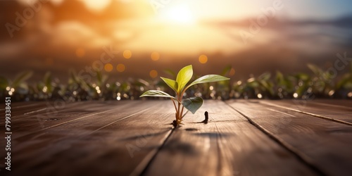 Close up of a seedling growing out of a wooden dance floor with dancers far off in the background and a beautiful sunrise shining scene photo