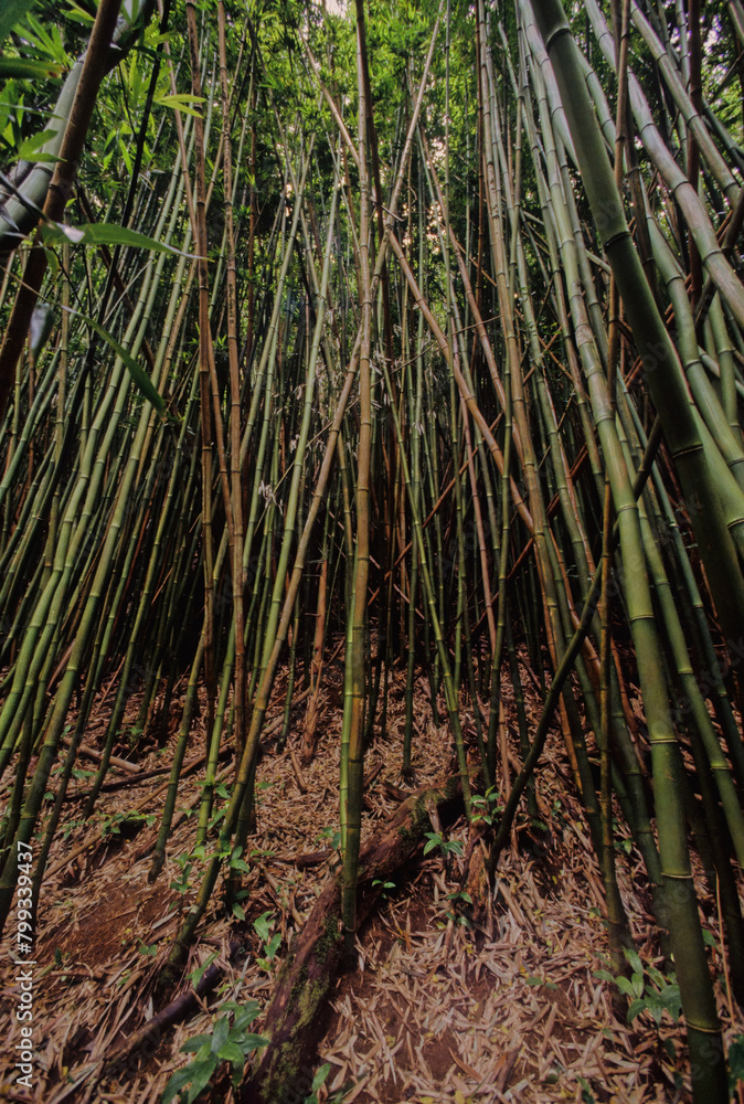 Hawaiian tropical rainforests
