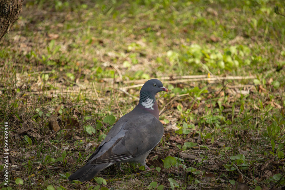 Wood pigeon on tree branch with green background. Common wood pigeon (Columba palumbus) Wood pigeon on tree branch with green background. Common wood pigeon (Columba palumbus)