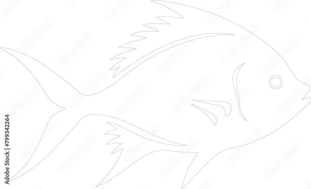 Fototapeta premium pompano outline