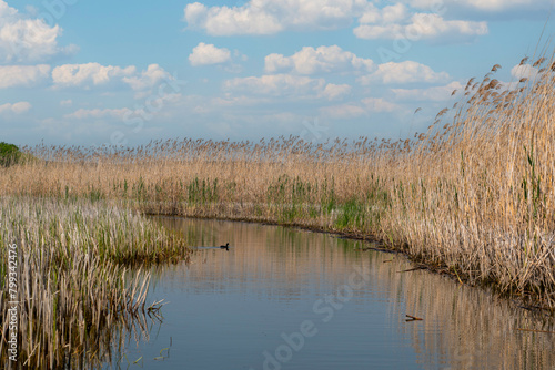 Boat path among the reeds on the lake.