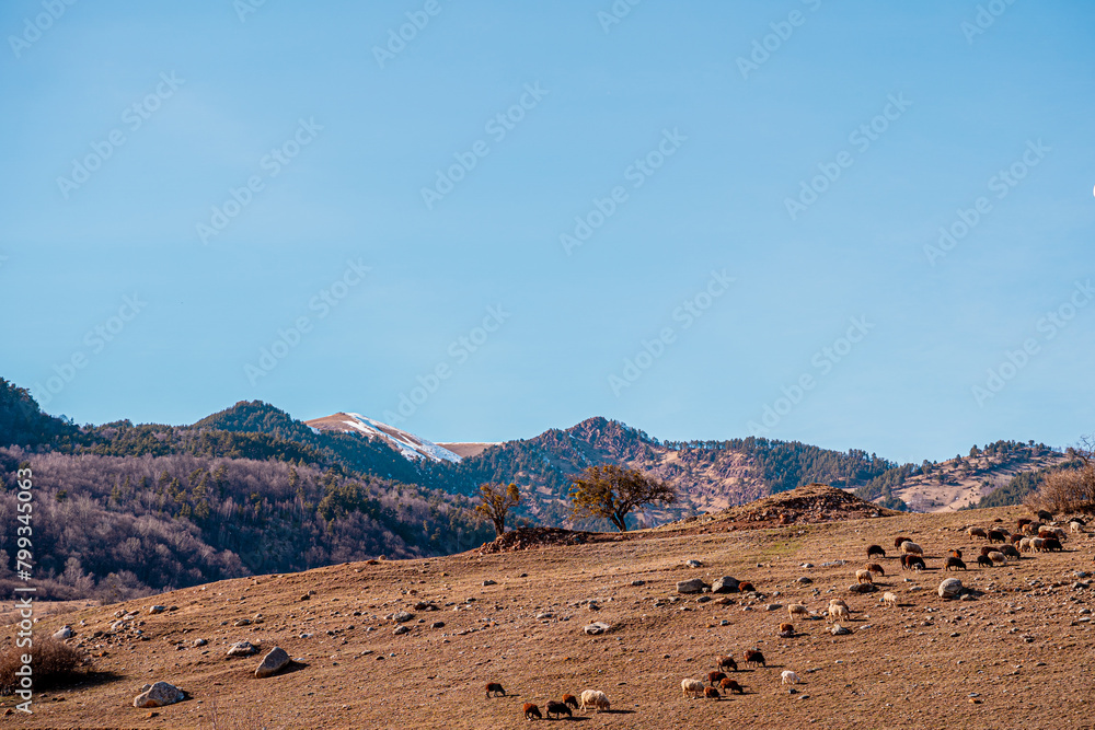 Fototapeta premium picturesque natural picture with snow-capped mountain peaks and mountains, autumn bare trees, blue sky, snow lies on the mountain tops, animals cows sheep on a self-walk, atmospheric picture