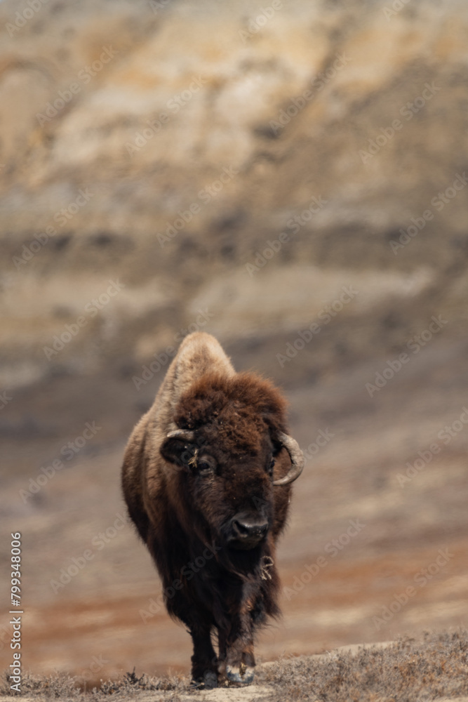 Fototapeta premium Single Adult American Bison Grazing on grass on the prairies in Spring 