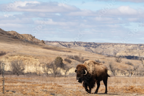 Lone American Bison with the Landscape of Theodore Roosevelt National Park in the background in springtime
