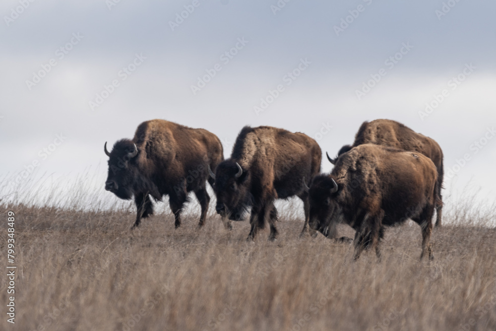Four Bison Walk across the Prairies in Roosevelt National Park in Spring 