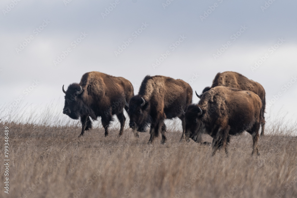 Four Bison Walk across the Prairies in Roosevelt National Park in Spring Four Bison Walk across the Prairies in Roosevelt National Park in Spring