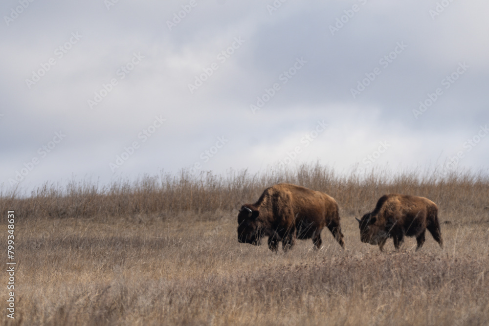 Cow and calf American Bison on the Prairies of Theodore Roosevelt National Park in Spring Cow and calf American Bison on the Prairies of Theodore Roosevelt National Park in Spring