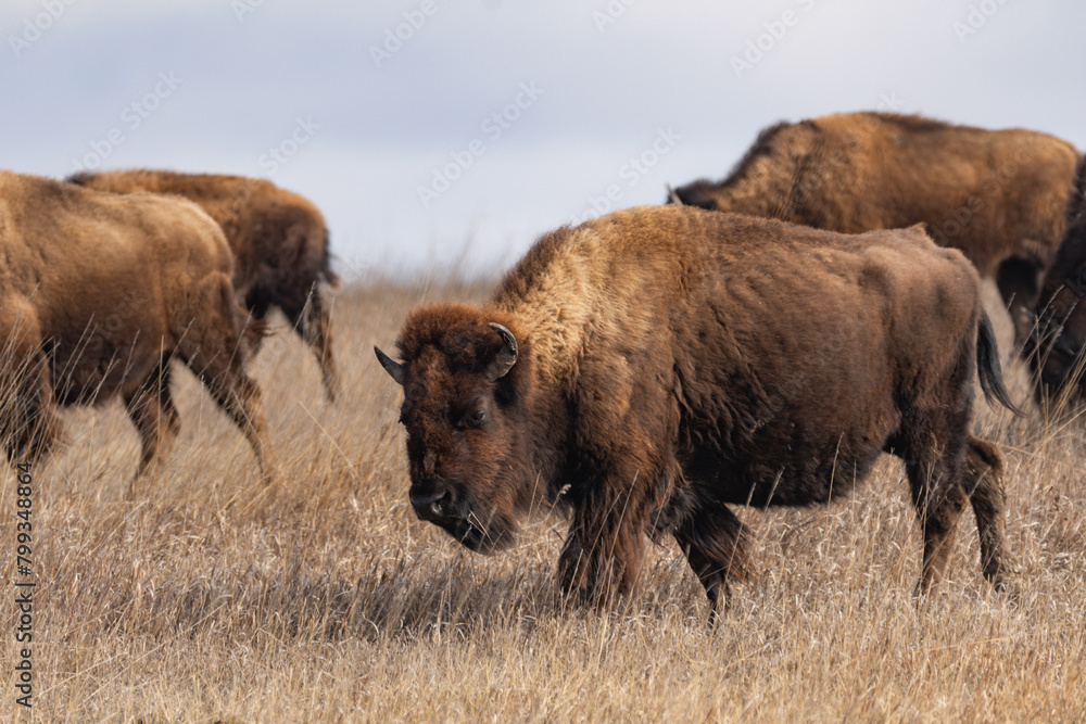 Herd of American Bison Grazing on the vast prairie of Theodore Roosevelt National Park in Spring Herd of American Bison Grazing on the vast prairie of Theodore Roosevelt National Park in Spring
