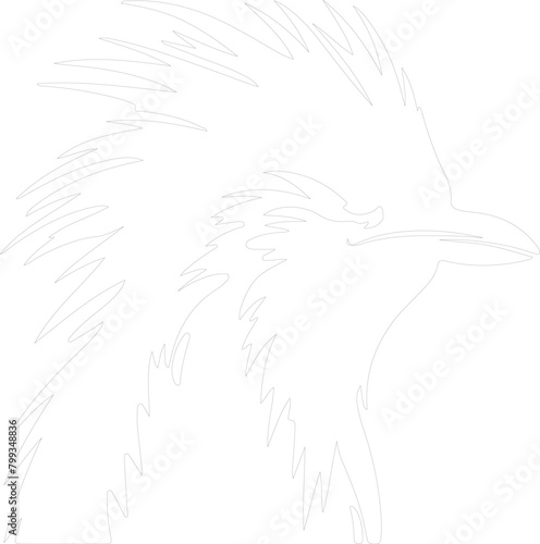 rockhopper penguin outline photo