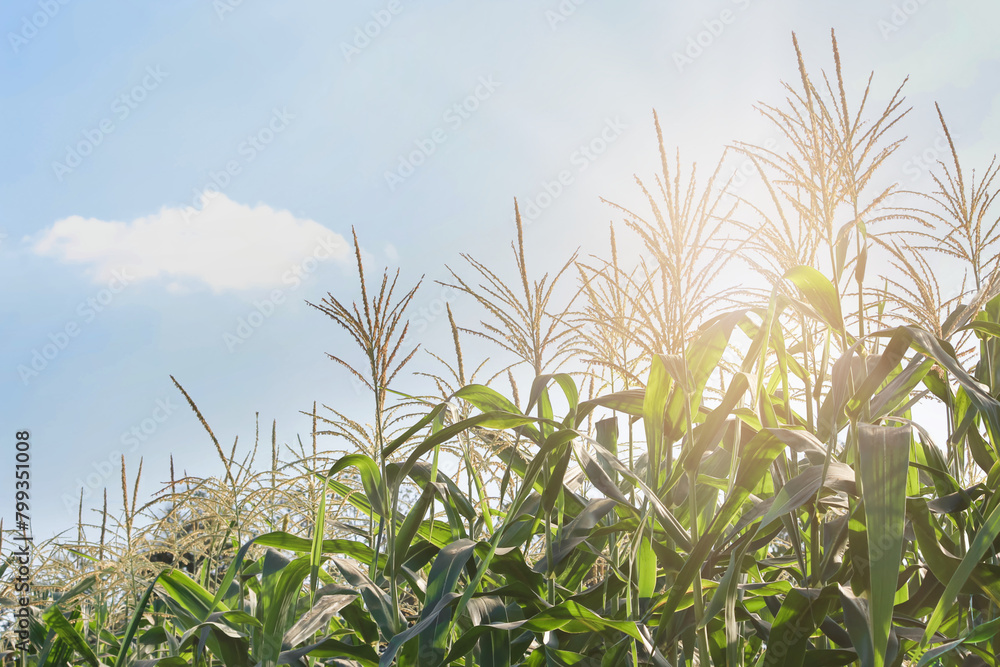Sweet Corn Field with Blue Sky Background Sweet Corn Field with Blue Sky Background